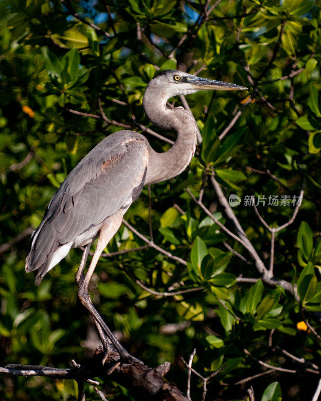 伯利兹-大蓝鹭(Ardea herodias)